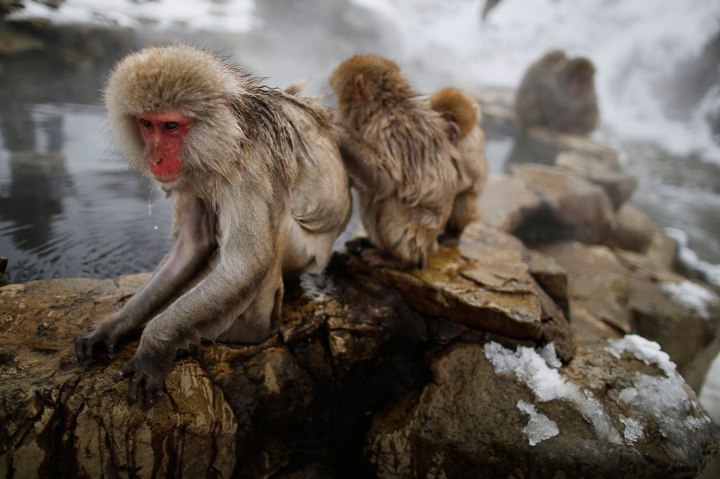 Japanese Macaques groom each other in a hot spring at a snow-covered valley in Yamanouchi town