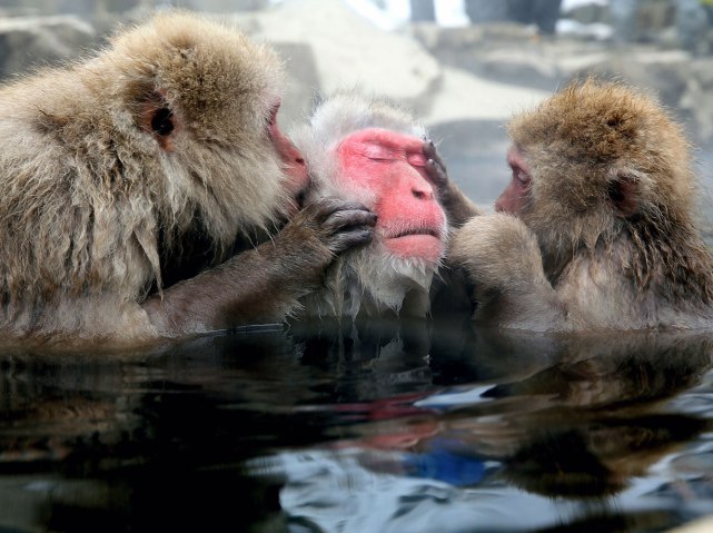Japanese Macaque Monkeys Relax In Hot Springs