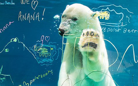 Image: Anana, Polar Bear