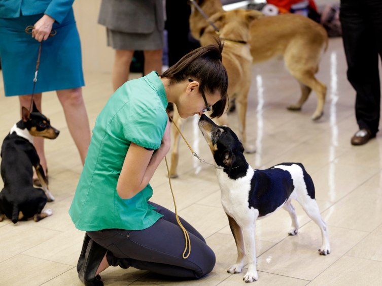 Mutts Compete in Westminster Dog Show For First Time