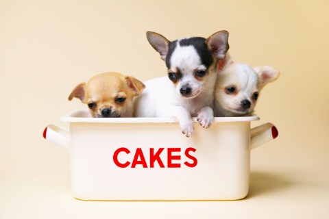 Three chihuahua puppies in cake tin