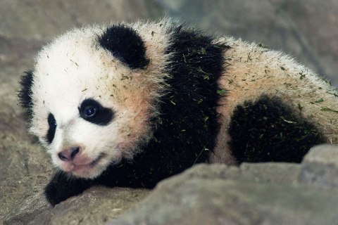 Panda Cub Bao Bao