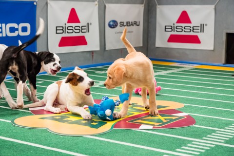 Dogs play on the field during "Puppy Bowl IX," in New York City.