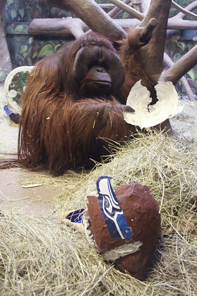 Psychic Manatees Predict Super Bowl Winner