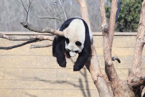 Panda Li Li plays on a tree in the sunshine in a Hangzhou zoo in east China's Zhejiang province, Jan. 1, 2014. 