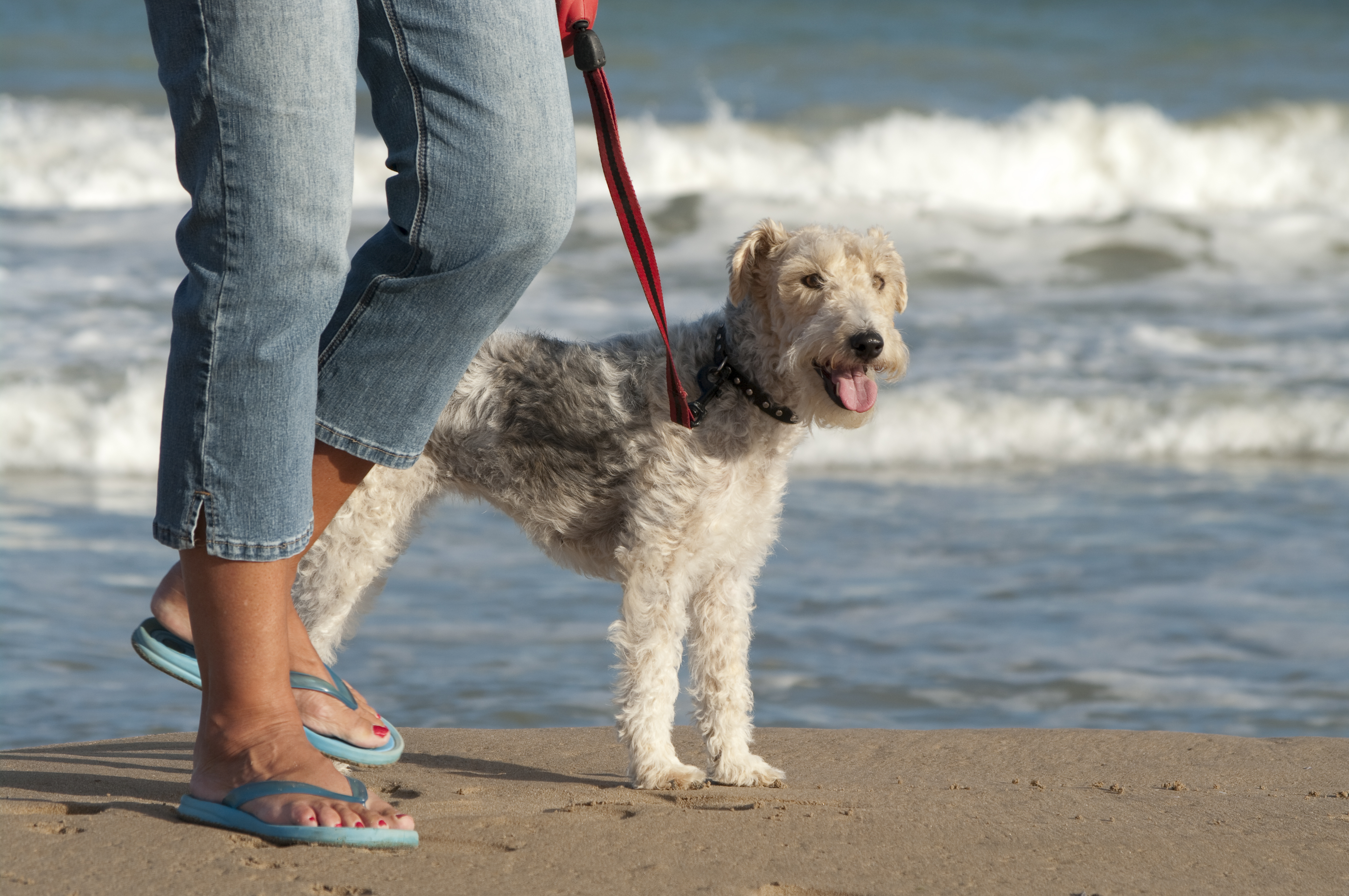 westminster dog show wire haired fox terrier
