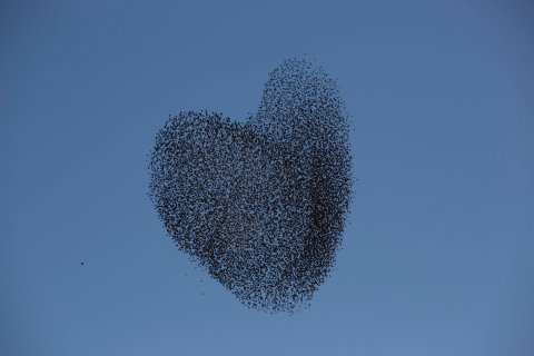 birds form a heart