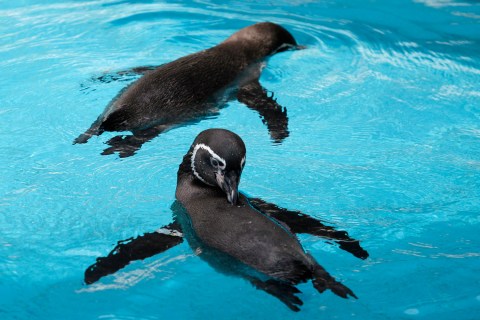 humboldt-penguins