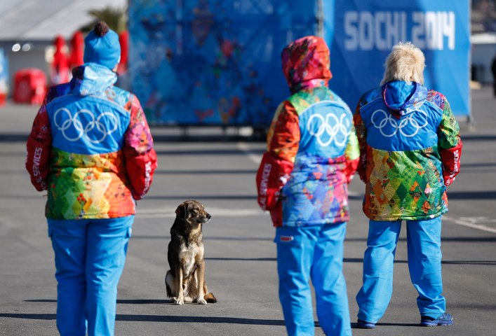 Sochi Olympics Stray Dogs