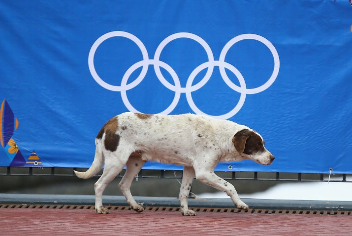 Sochi Olympics Stray Dogs