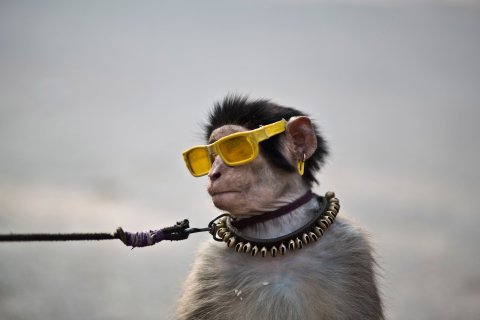 An eight-month-old trained monkey sits on a can next to his owner, holding the leash as they wait for customers to perform to in a park in Islamabad, Pakistan,  Jan. 31, 2014.