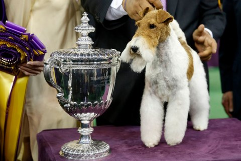 Sky, a Wire Fox Terrier breed, poses next to the trophy after winning the Best In Show at the 138th Westminster Kennel Club Dog Show at Madison Square Garden in New York
