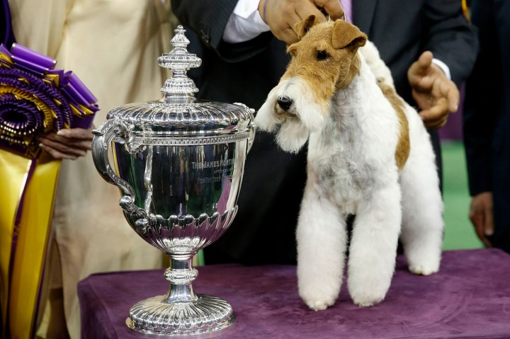 Sky, a Wire Fox Terrier breed, poses next to the trophy after winning the Best In Show at the 138th Westminster Kennel Club Dog Show at Madison Square Garden in New York