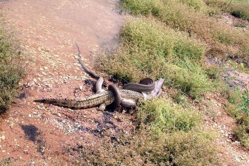 A snake eating a crocodile at Queensland's Lake Moondarra, near the mining town of Mount Isa., March 2, 2014.